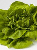 lettuce-head-200-300